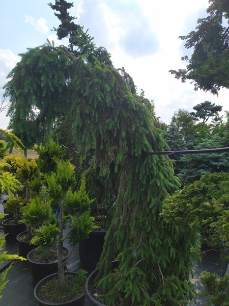 Picea abies 'Inversa'