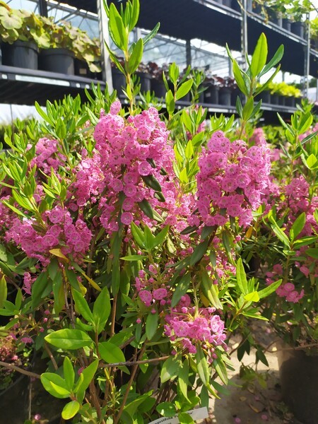 Kalmia angustifolia 'Purpurflor'