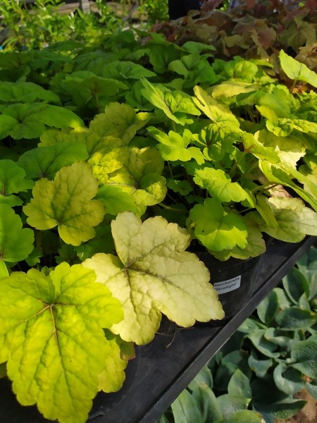 Heucherella 'Stoplight'