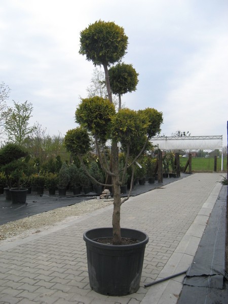 Thuja