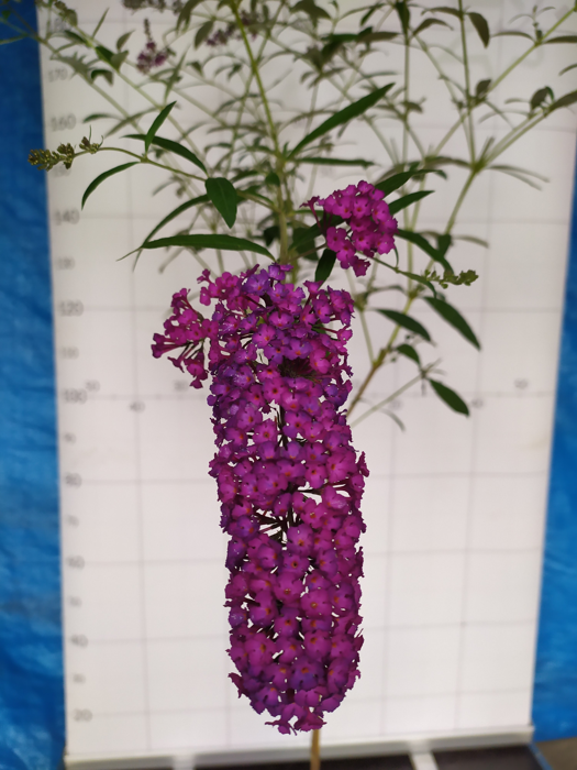 Buddleja davidii 'Royal Red'