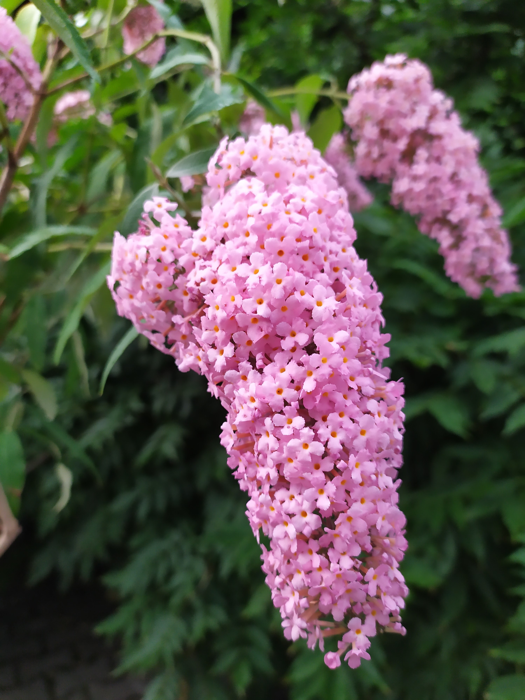 Buddleja davidii 'Pink Cascade'