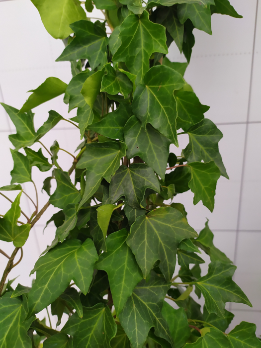 Hedera helix 'Thorndale'