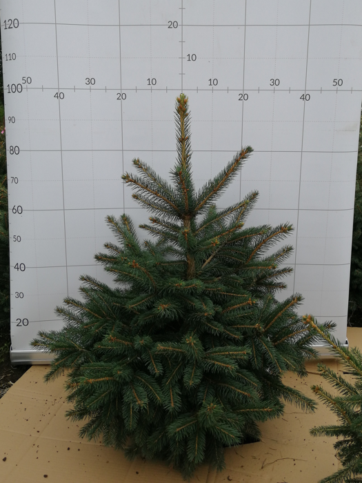 Picea pungens