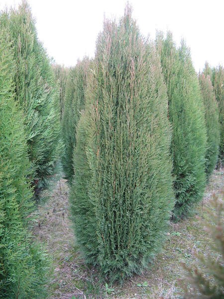 Platycladus orientalis ''Smolin''
