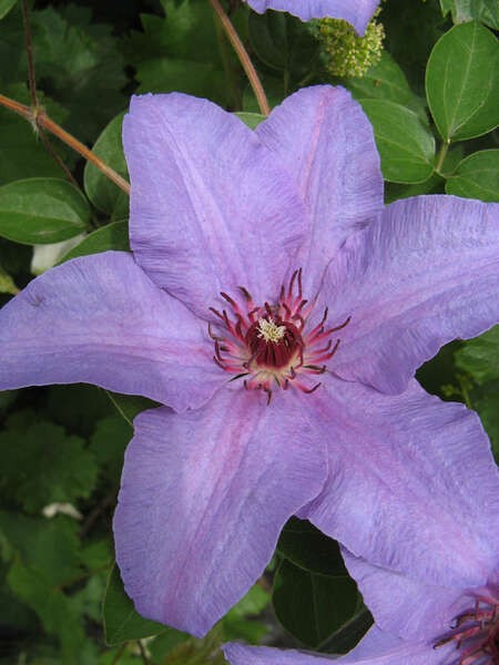 Clematis 'The First Lady'