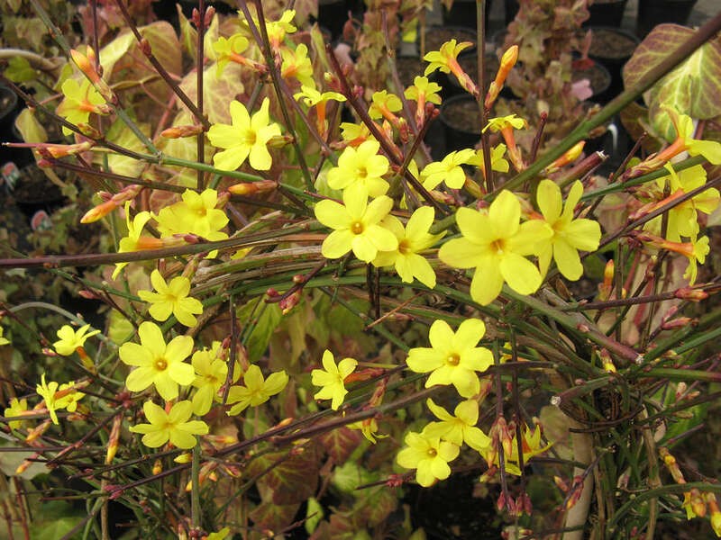 Jasminum nudiflorum