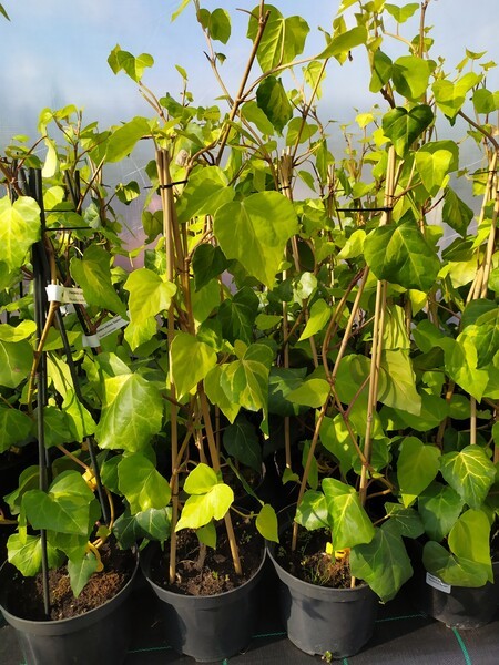 Hedera colchica 'Sulphur Heart'