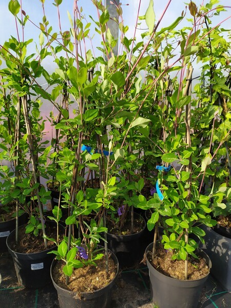 Lonicera periclymenum 'Graham Thomas'