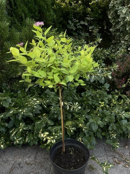 Spiraea japonica 'Goldmound'