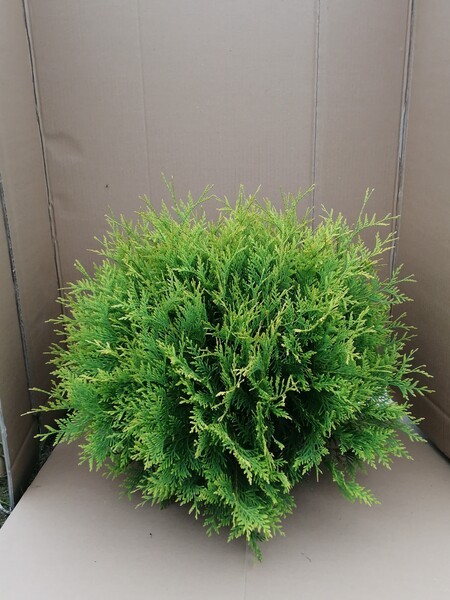 Thuja occidentalis 'Golden Globe'