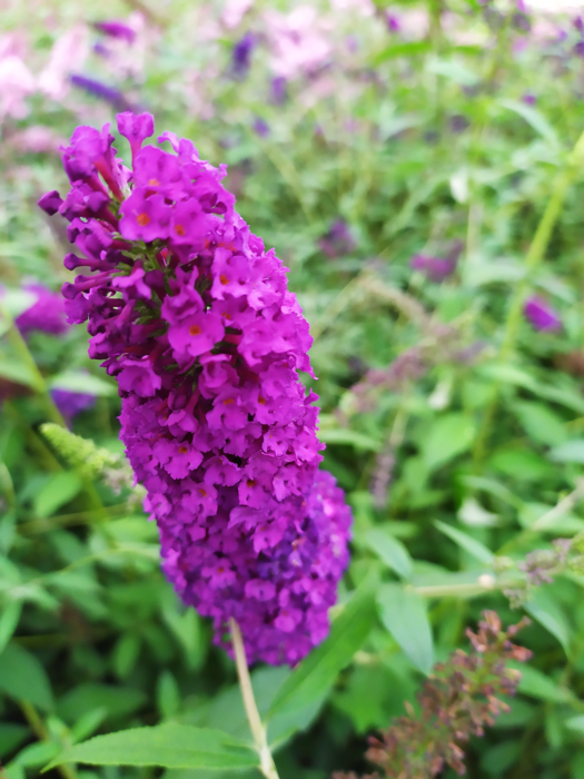 Buddleja davidii 'Nanho Purple'