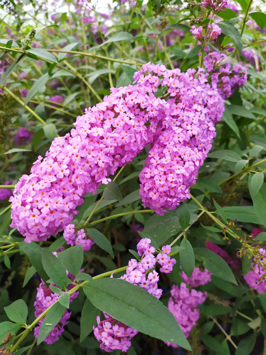 Buddleja davidii 'Ile de France'