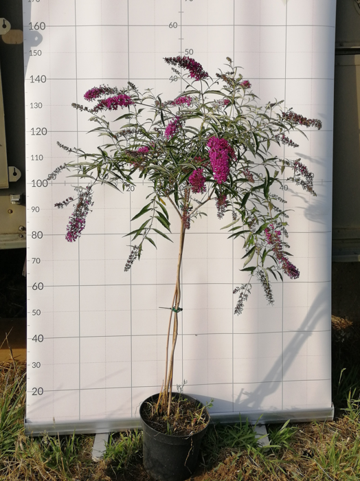 Buddleja davidii 'Nanho Purple'