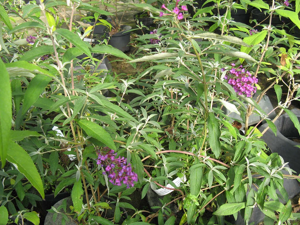 Buddleja davidii 'Nanho Purple'