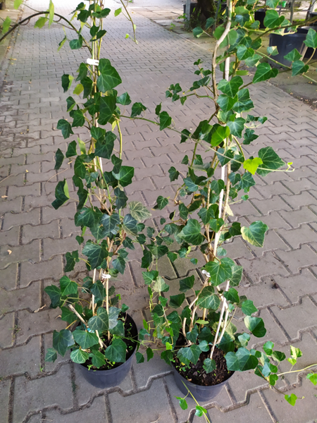 Hedera helix