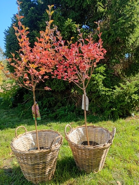 Syringa meyeri 'Palibin'