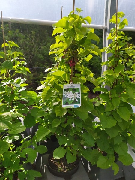 Schizophragma hydrangeoides