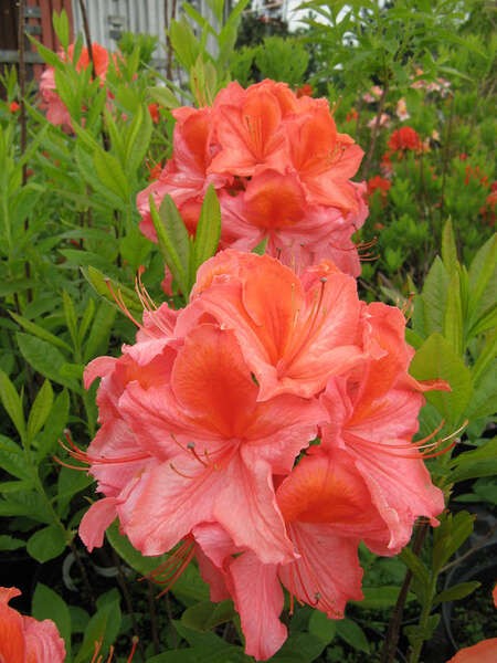 Rhod. ' Mount Saint Hellens''