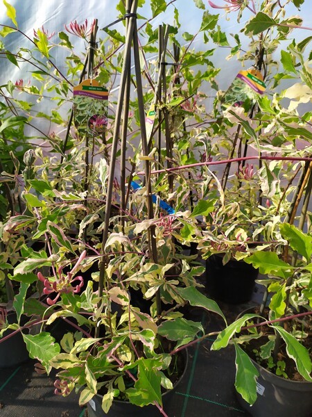 Lonicera periclymenum HARLEQUIN 'Sherlite'