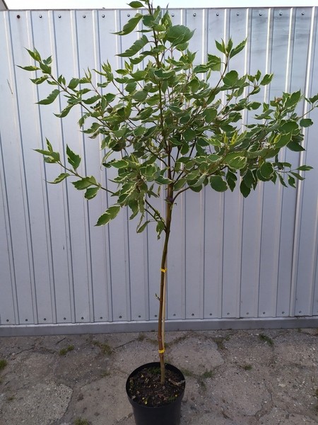 Cornus alba 'Elegantissima'