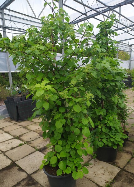 Hydrangea anomala subsp. petiolaris