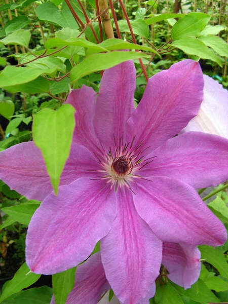 Clematis 'Sympatia'