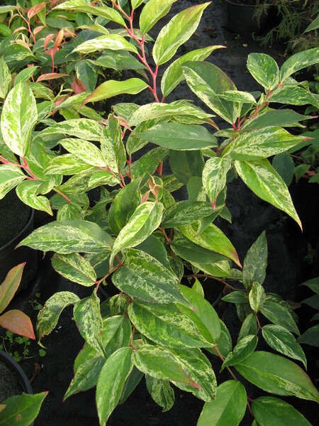 Leucothoe fontanesiana 'Rainbow'