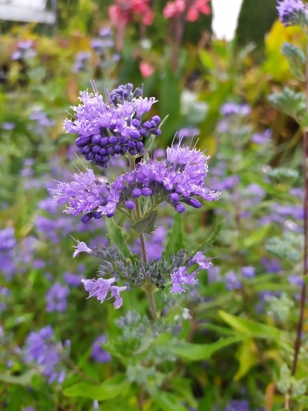 Caryopteris clandonensis 'Dark Knight'