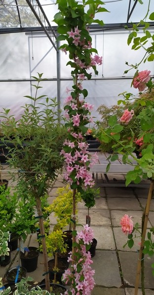 Weigela CARNAVAL 'Courtalor'