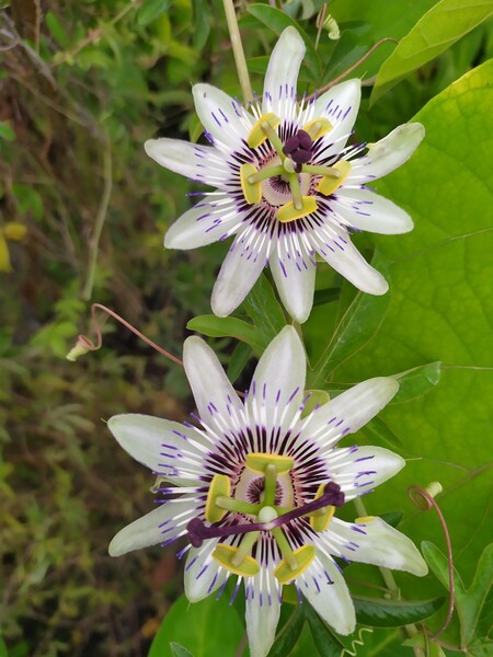 Passiflora caerulea