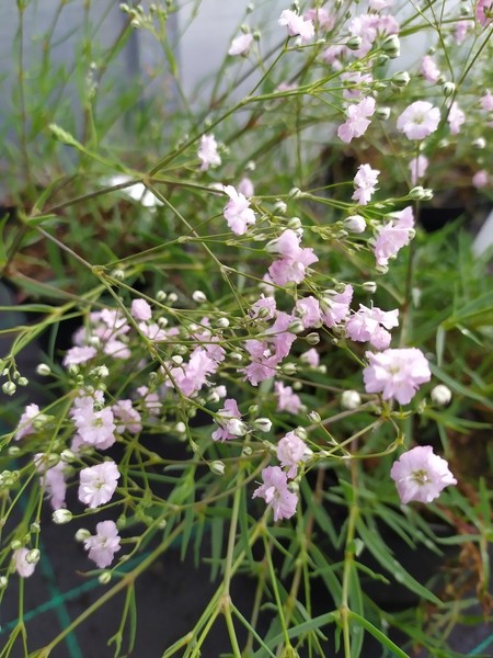 Gypsophila hybride'Rosenschleier'