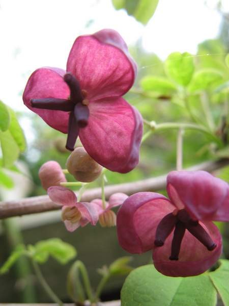 Akebia quinata