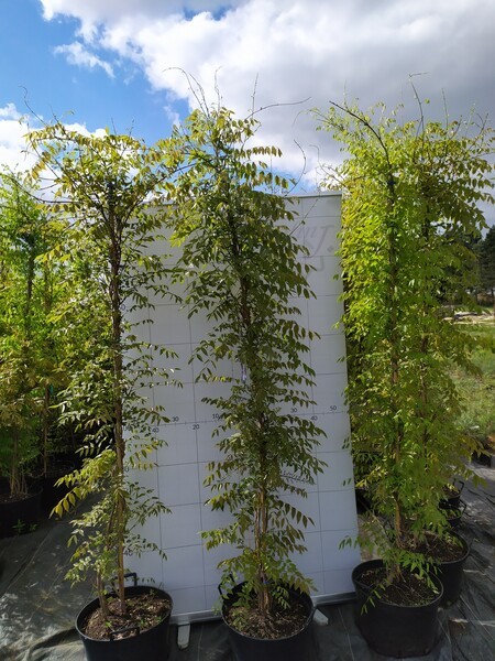 Wisteria floribunda