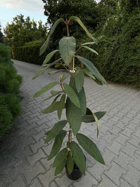 Viburnum rhytidophyllum