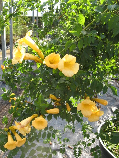Campsis radicans 'Flava'