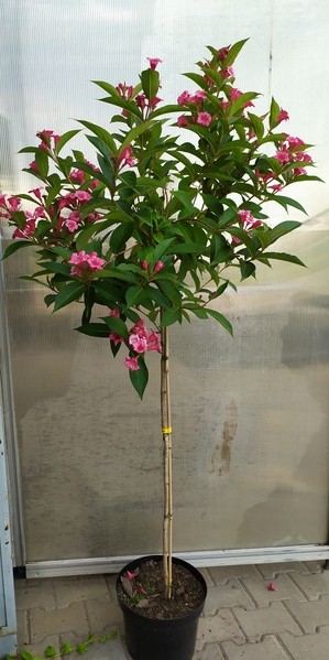 Weigela 'Eva Rathke'