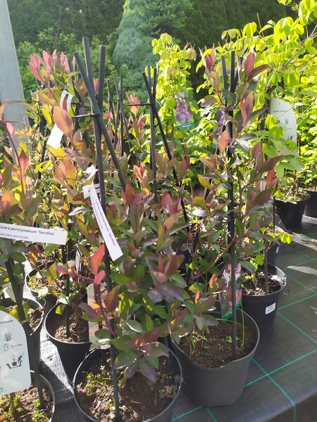 Lonicera periclymenum 'Serotina'