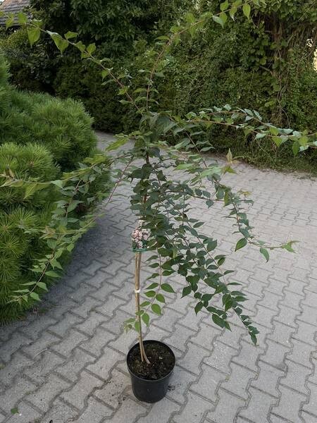 Kolkwitzia amabilis