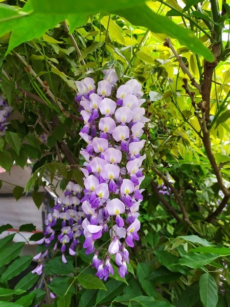 Wisteria floribunda