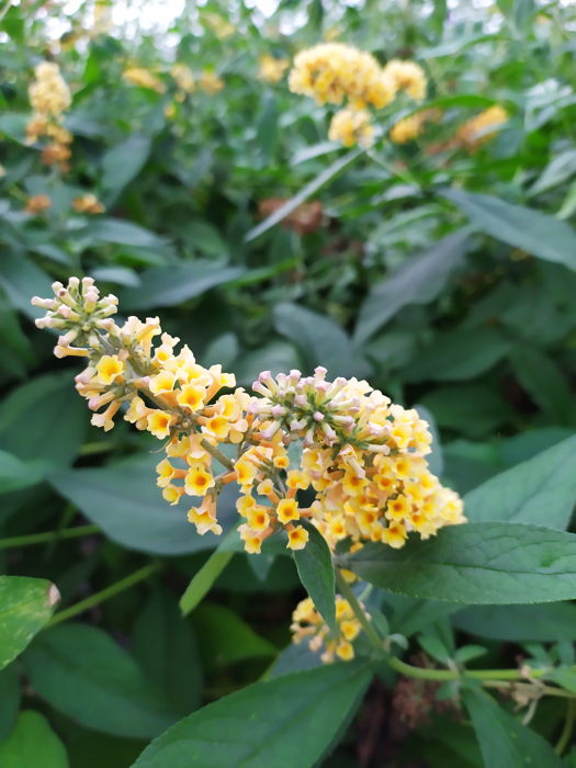 Buddleja ×weyeriana 'Sungold'