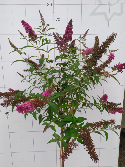 Buddleja davidii 'Summer Beauty'