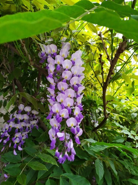 Wisteria floribunda