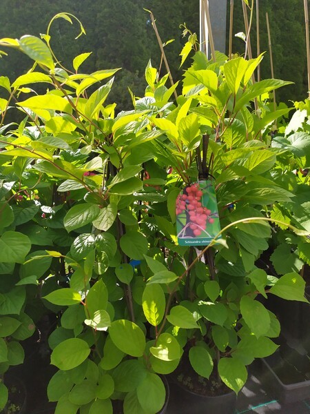 Schisandra chinensis