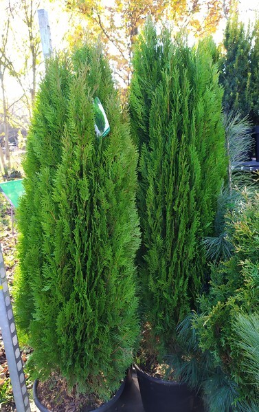 Platycladus orientalis 'Smolin'